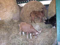 100_0334.JPG (1294782 Byte)