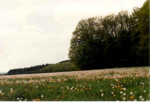 n11.jpg (92148 Byte)