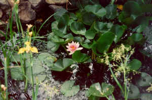 n16.jpg (90018 Byte)