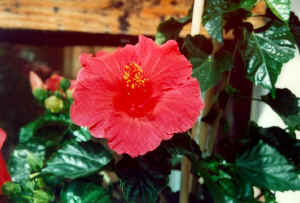 n24.jpg (65857 Byte)