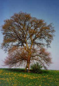 n34.jpg (103233 Byte)