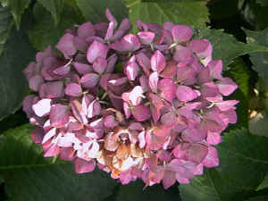 n3.JPG (77535 Byte)