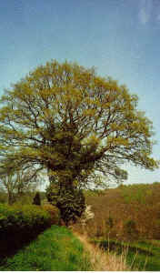 n40.jpg (106917 Byte)