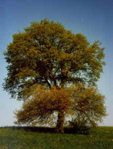 n41.jpg (82575 Byte)