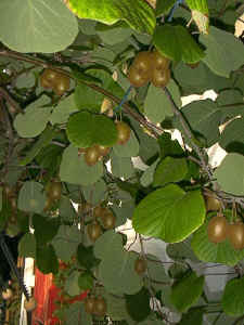n5.JPG (82337 Byte)