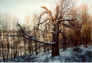 w1.jpg (143870 Byte)